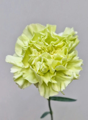 Гвоздика зеленая «Prado Mint» от интернет-магазина цветов в 