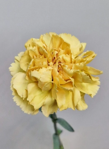 Гвоздика «Mustard»» от интернет-магазина цветов в 