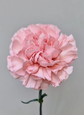 Гвоздика розовая «Doncel» от интернет-магазина цветов в 