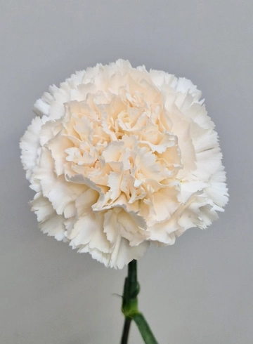 Гвоздика кремовая «Diletta Crema» от интернет-магазина цветов в 