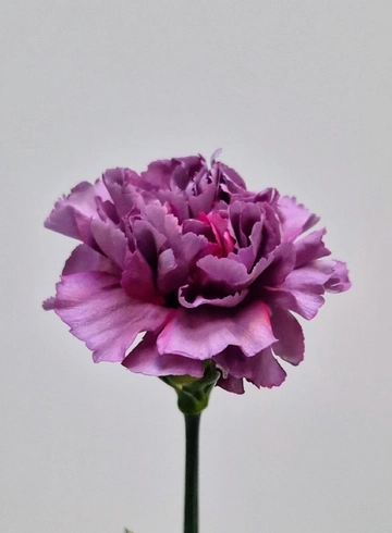 Гвоздика сиреневая «Hypnosis» от интернет-магазина цветов в 