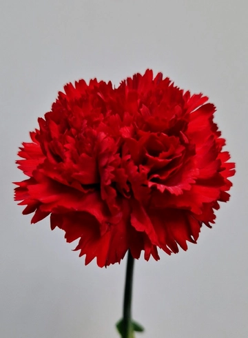 Гвоздика  красная с окантовкой от интернет-магазина цветов в 