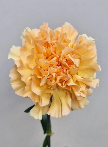 Гвоздика коралловая «Lege Marrone» от интернет-магазина цветов в 