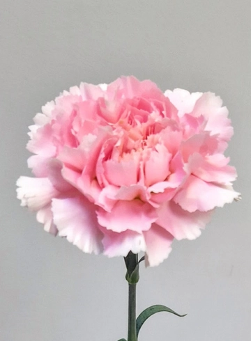 Гвоздика нежно - розовая от интернет-магазина цветов в 