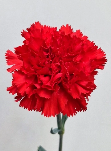 Гвоздика от интернет-магазина цветов в 