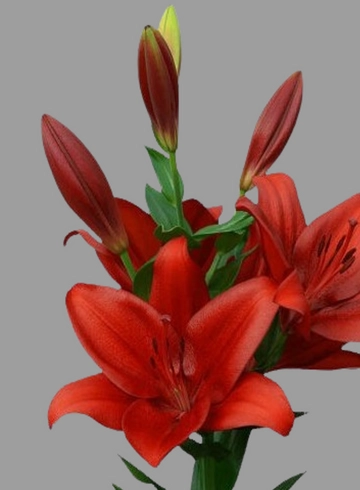 Лилия красная от интернет-магазина цветов в 