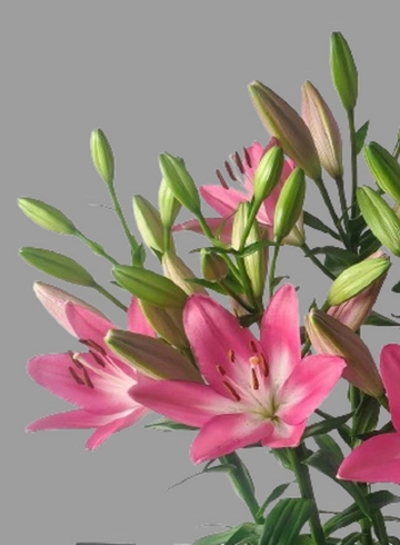 Лилия розовая крупная от интернет-магазина цветов в 