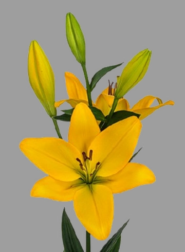 Лилия желтая от интернет-магазина цветов в 