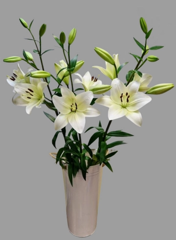 Лилия белая крупная от интернет-магазина цветов в 