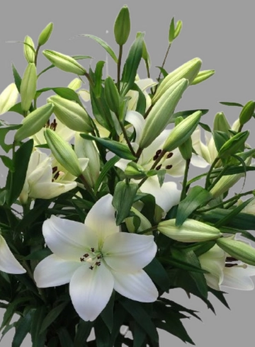 Лилия белая «Richmond» от интернет-магазина цветов в 