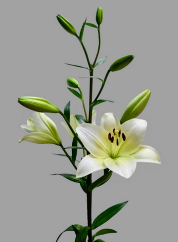 Лилия белая «Ричмонд» от интернет-магазина цветов в 