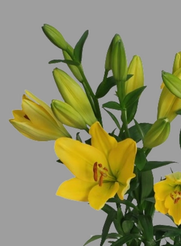 Лилия желтая крупная от интернет-магазина цветов в 