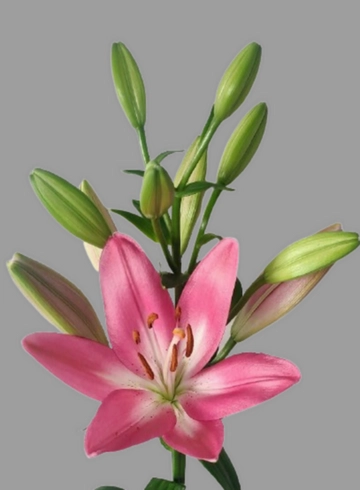 Лилия розовая «Sonora» от интернет-магазина цветов в 