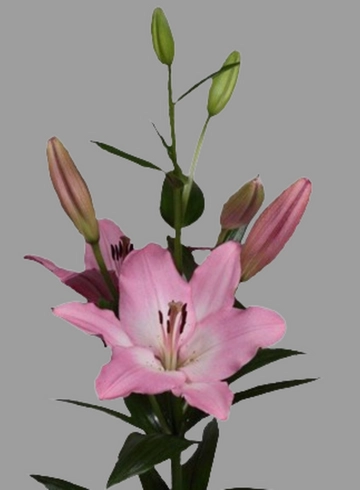 Лилия розовая «Pigalle» от интернет-магазина цветов в 