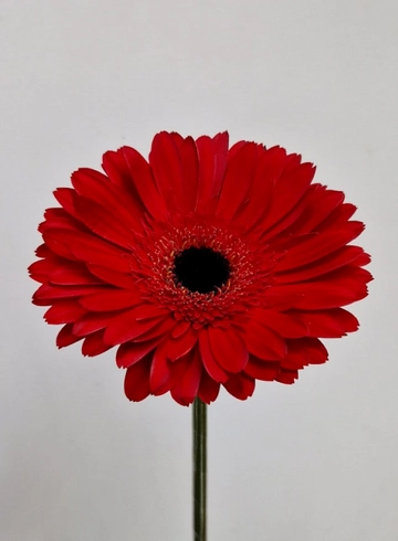 Гербера ярко-красная «Barolo» от интернет-магазина цветов в 