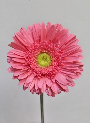 Гербера розовая "Kiara" от интернет-магазина цветов в 