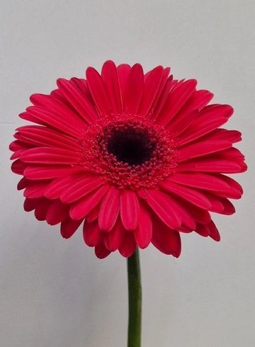 Гербера малиновая «Pakman» от интернет-магазина цветов в 