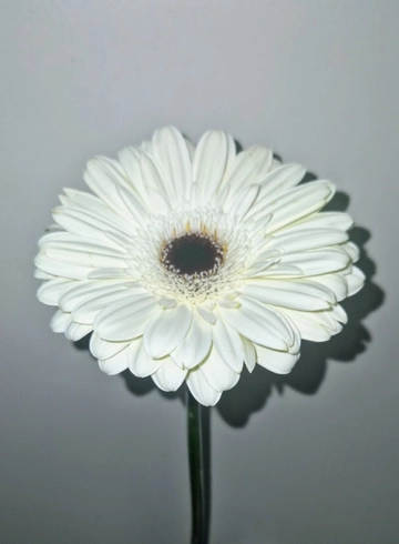 Гербера белая «White House» от интернет-магазина цветов в 