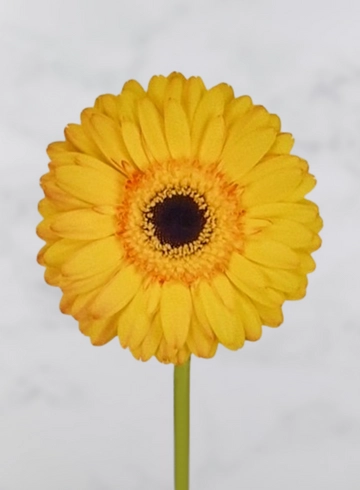 Гербера жёлтая "Dakar" от интернет-магазина цветов в 