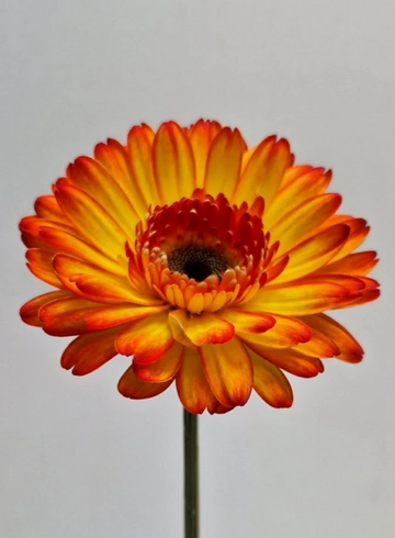 Гербера  оранжевая «Sympathy» от интернет-магазина цветов в 