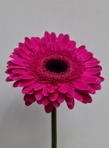 Гербера сиреневая от интернет-магазина цветов в 