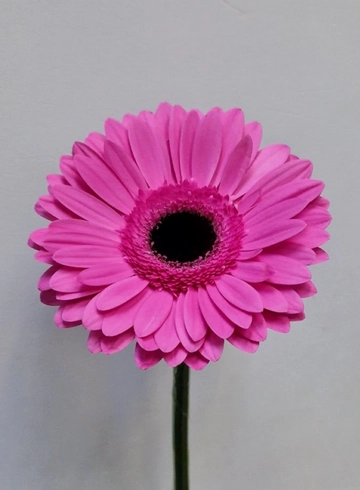 Гербера цвета фуксия "Cleopatra" от интернет-магазина цветов в 