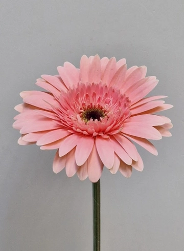 Гербера нежно - розовая «Debut» от интернет-магазина цветов в 