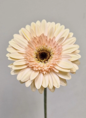 Гербера кремовая "Glossy" от интернет-магазина цветов в 