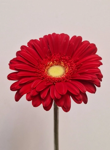 Гербера красная «Carambole» от интернет-магазина цветов в 