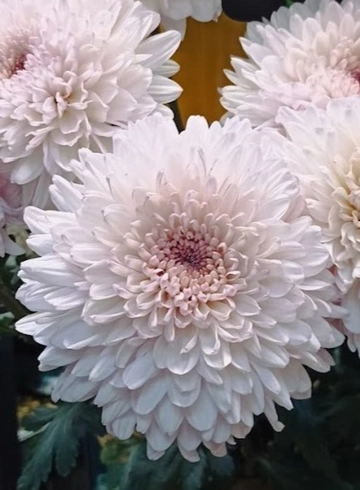 Хризантема розовая от интернет-магазина цветов в 