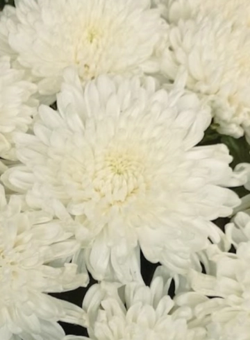 Хризантема белая Бислет Вайт от интернет-магазина цветов в 