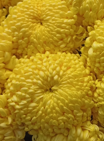 Хризантема желтая Голден от интернет-магазина цветов в 