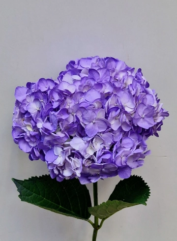 Гортензия сиреневая от интернет-магазина цветов в 