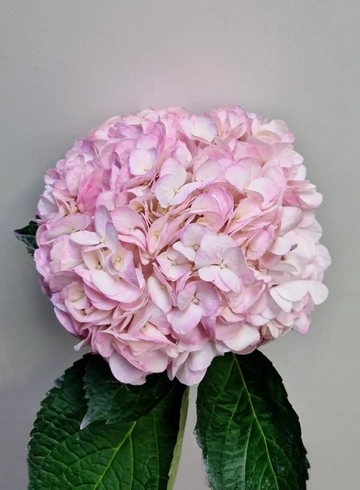 Гортензия ярко-розовая от интернет-магазина цветов в 