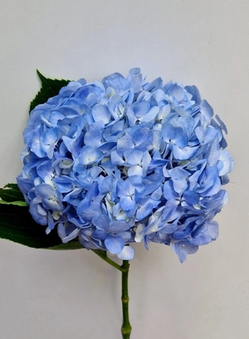 Гортензия голубая от интернет-магазина цветов в 