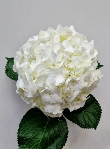 Гортензия белая крупная от интернет-магазина цветов в 