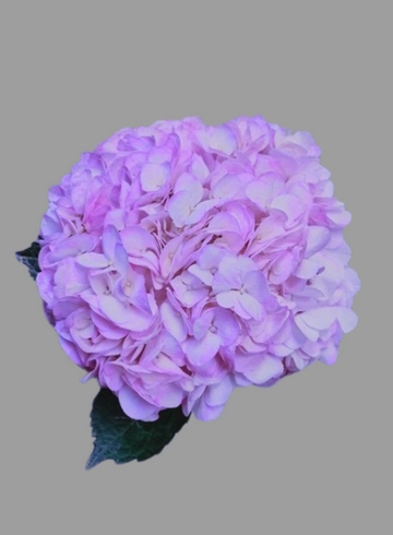 Гортензия розово - сиреневая от интернет-магазина цветов в 