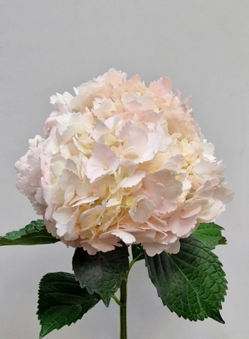 Гортензия светло-розовая от интернет-магазина цветов в 