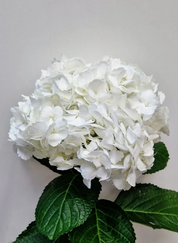 Гортензия белая от интернет-магазина цветов в 
