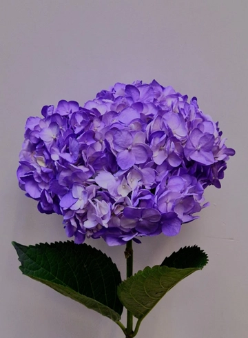 Гортензия фиолетовая от интернет-магазина цветов в 