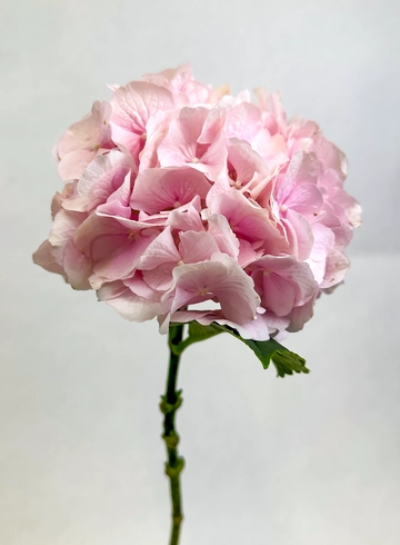 Гортензия нежно-розовая от интернет-магазина цветов в 