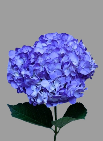 Гортензия синяя от интернет-магазина цветов в 