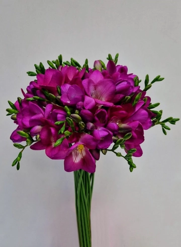 Фрезия малиновая от интернет-магазина цветов в 