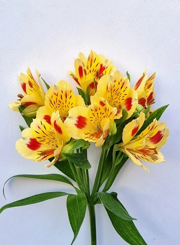 Альстромерия жёлтая «Bali» от интернет-магазина цветов в 