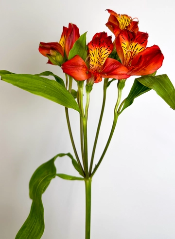 Альстромерия красная «Надя» от интернет-магазина цветов в 