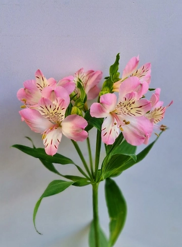 Альстромерия розовая «San Marino» от интернет-магазина цветов в 