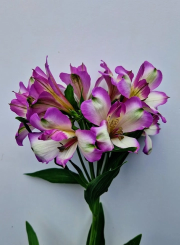 Альстремерия «Energy» от интернет-магазина цветов в 