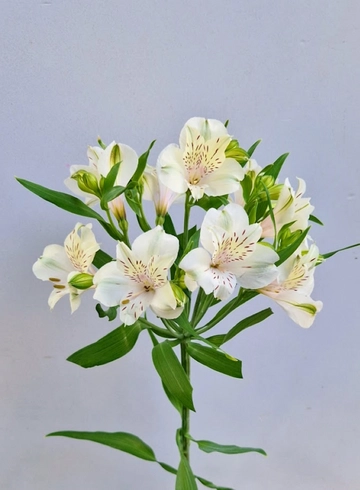 Альстрёмерия белая «Akemi» от интернет-магазина цветов в 