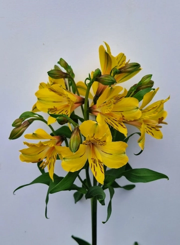  Альстрёмерия желтая «Solange» от интернет-магазина цветов в 