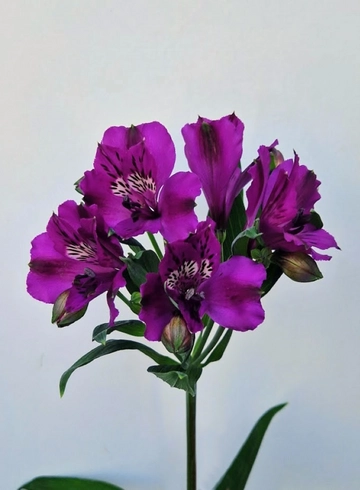 Альстремерия фиолетовая «Nirvana» от интернет-магазина цветов в 